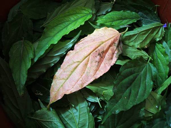 憂草葉黃葉, 已開始進入開花期.