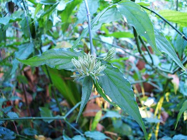 2014憂遁草開花中