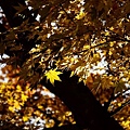 DSC_6267 (640x426)