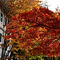 DSC_6279 (640x426)
