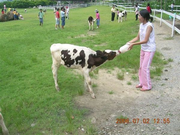牧場上有人在餵小牛