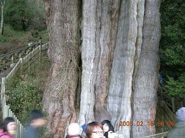 這也是神木喔~~叫做鹿林神木~~超大的呢