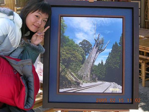 店家展示的阿里山神木照片..偷偷去跟它照