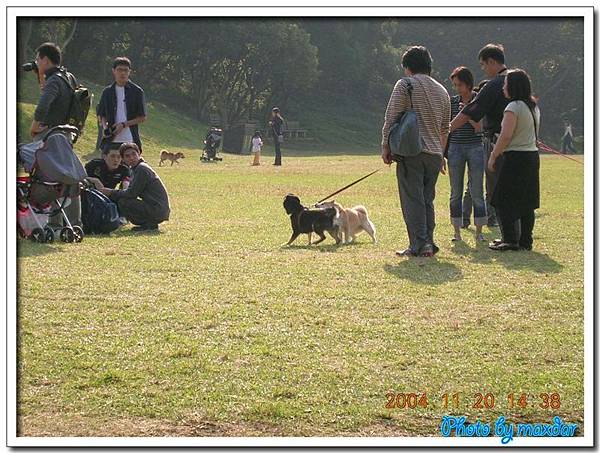 牧場隨意拍~~柴犬在草地上奔跑