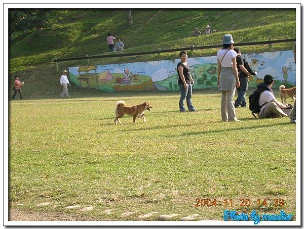 牧場隨意拍~~陽光的柴犬..^^