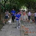 柴犬出巡!! 好經典的一張照片阿~~