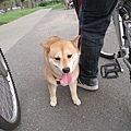 今天來到華中河濱公園騎腳踏車,這隻小狗非常弱~!