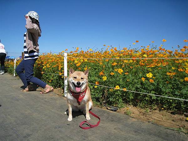 小黃狗跟小黃花