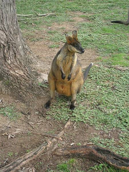 這是另外一個品種的袋鼠....red kangaroo