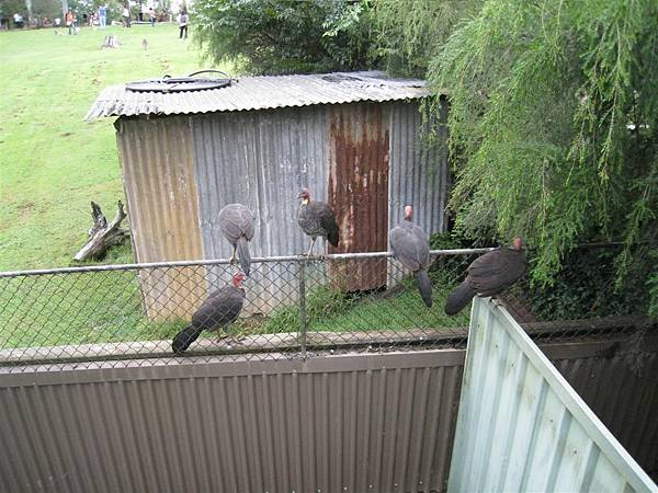 別小看這些像雞的動物....他可以飛超高的!!!!