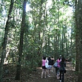 Rainforest walking....個人覺得溪頭贏了!!!