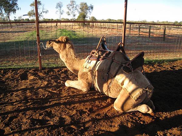 第一站: Outback camel farm