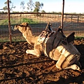 第一站: Outback camel farm