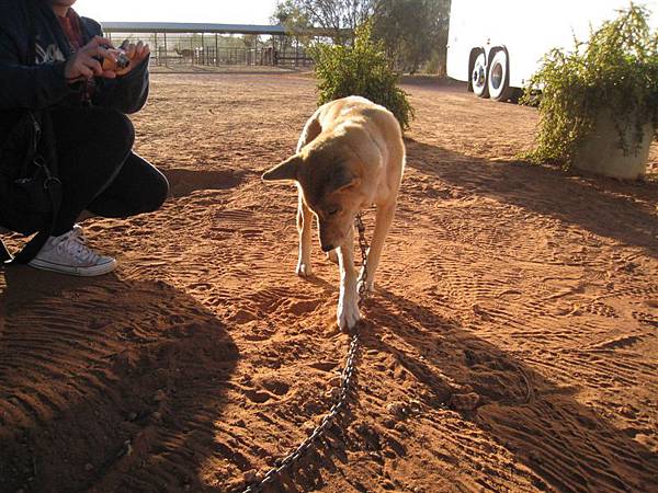 這隻dingo也在挖泥土~