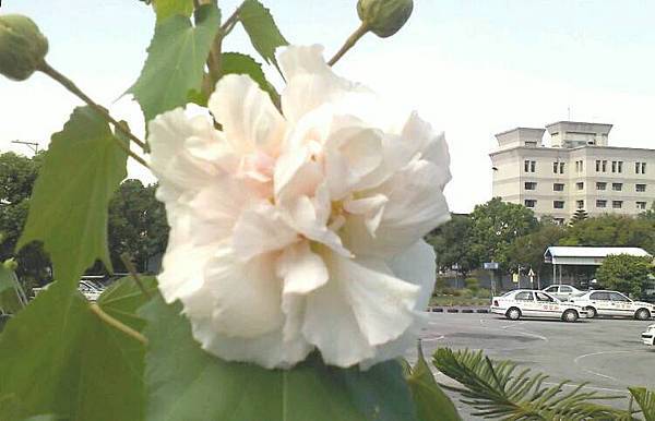 木芙蓉~一日開三色花