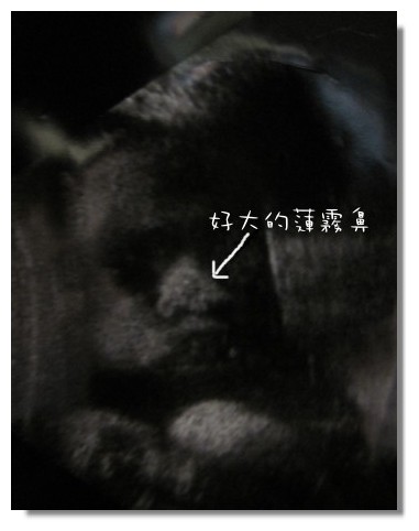 32W+2大鼻子.jpg 32W+2大鼻子.jpg