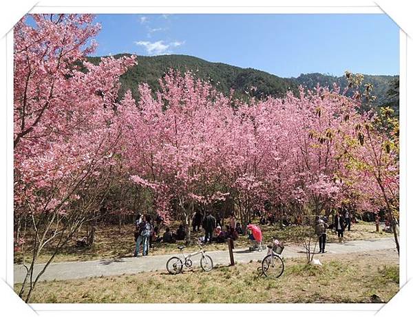 武陵農場櫻花季