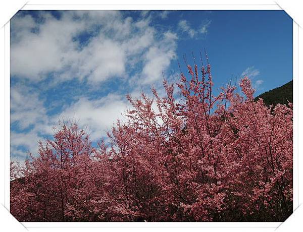 武陵農場櫻花季