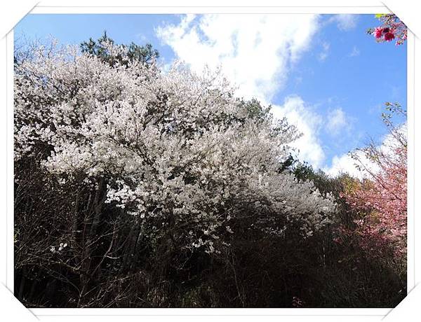 武陵農場櫻花季