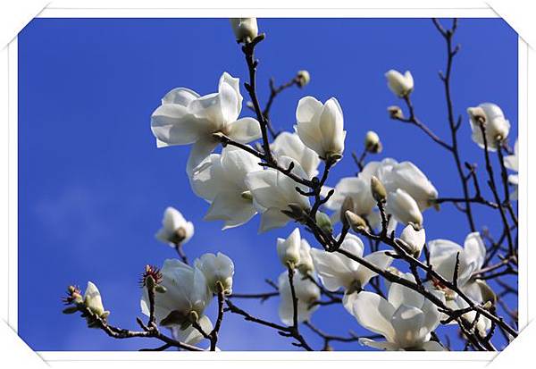 平菁街櫻花