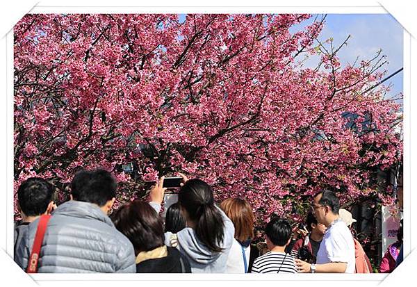 平菁街櫻花