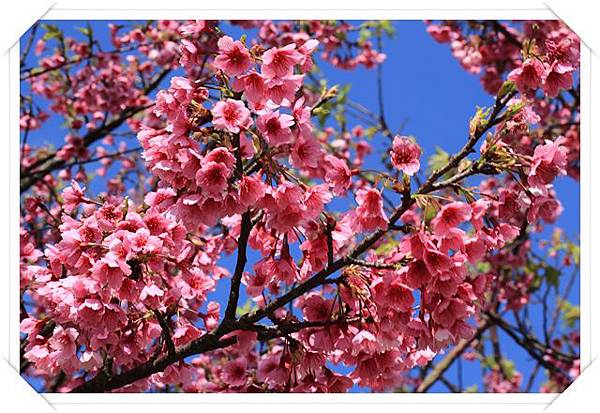 平菁街櫻花