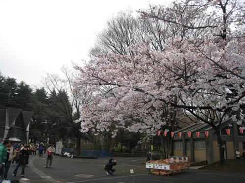 整棵變白的櫻花樹