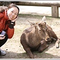 奈良公園的鹿都懶懶的