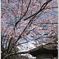 路過神社,裡面的櫻花滿開