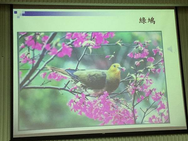 20180609生命教育研習-鳥事知多少_180613_0072.jpg