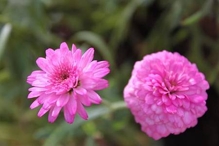 路邊小粉紅花.jpg 路邊小粉紅花.jpg