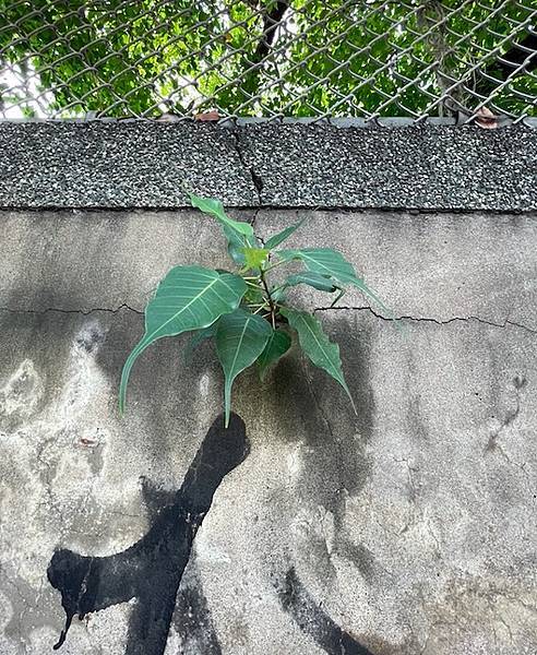 破ㄧ.jpg 破ㄧ.jpg