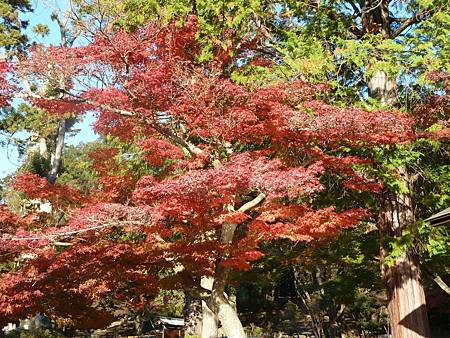 103.1120-24京都楓紅行 020