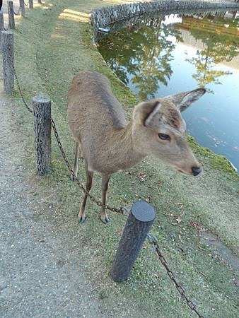 103.1120-24京都楓紅行 040