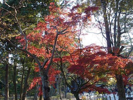 103.1120-24京都楓紅行 045