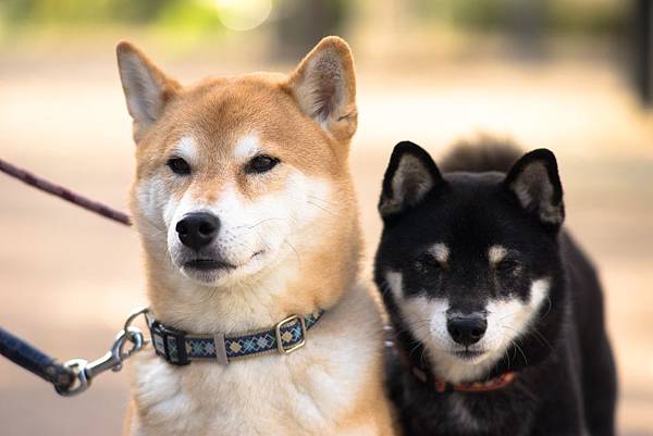 shiba-inu-3083761_1920.jpg