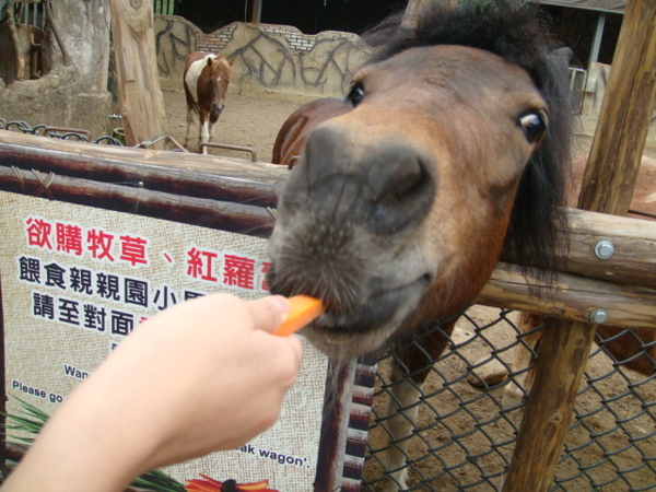 好醜的馬XD