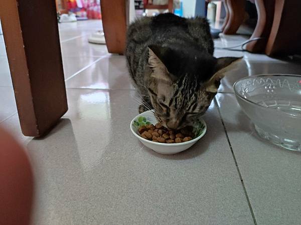 貓飼料推薦開箱-法國皇家、潔牙保健O30、腸胃保健S33W