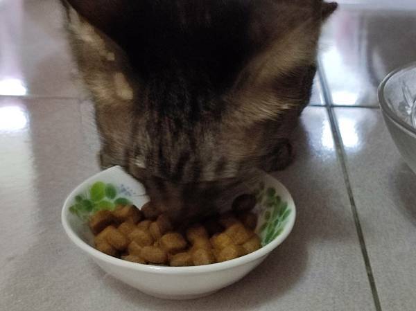 貓飼料推薦開箱-法國皇家、潔牙保健O30、腸胃保健S33W