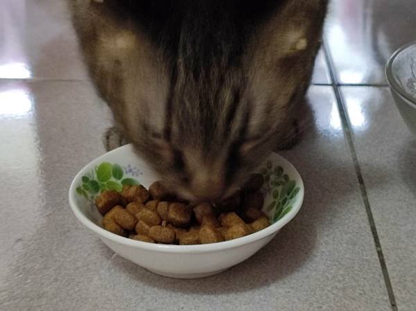 貓飼料推薦開箱-法國皇家、潔牙保健O30、腸胃保健S33W