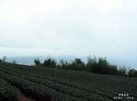 shuang-feng-sping-tea