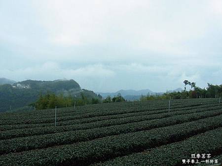 shuang-feng-spring-tea3