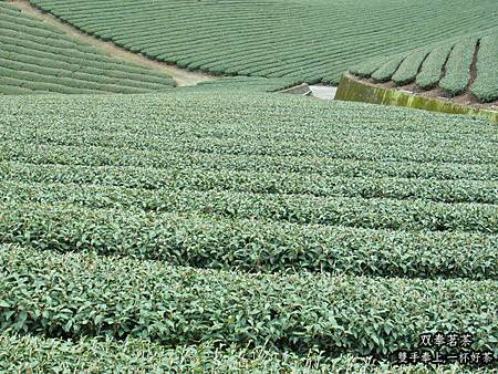 shuang-feng-spring-tea-6