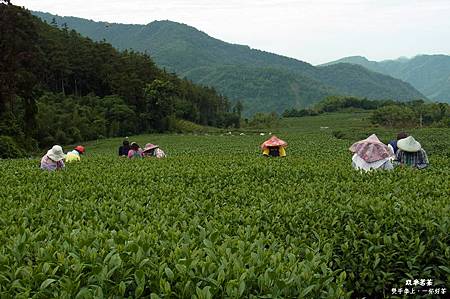 shuang-feng-ming-tea-hand-tea-picking