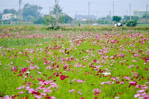 一大片波斯菊.jpg