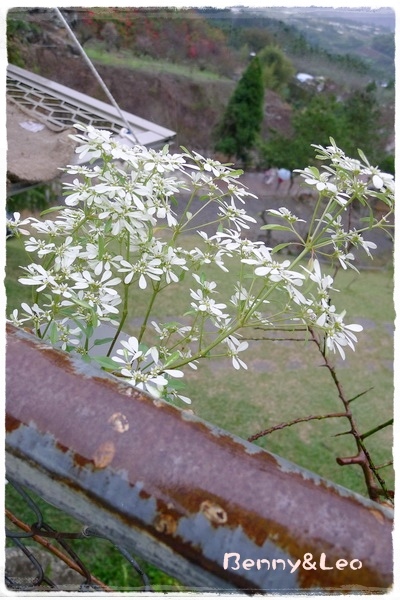 20150102-03蛇窯、柳家梅園、東埔溫泉-53.JPG