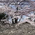 宿舍前櫻花