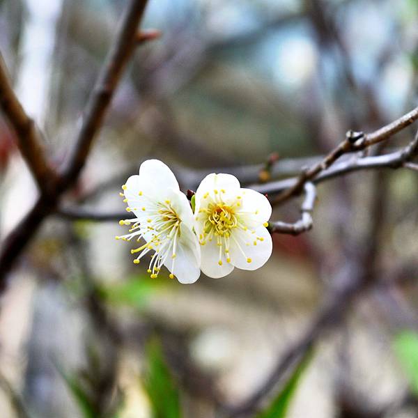 梅花盛開