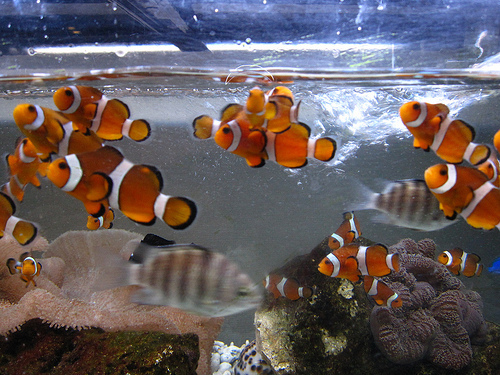 IMG_8881 (by ShuLin) IMG_8881 (by ShuLin)