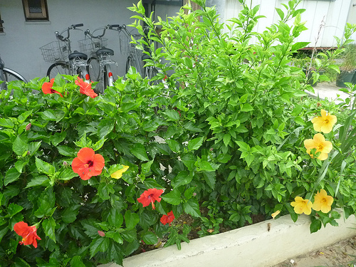 P1170615 (by ShuLin) P1170615 (by ShuLin)